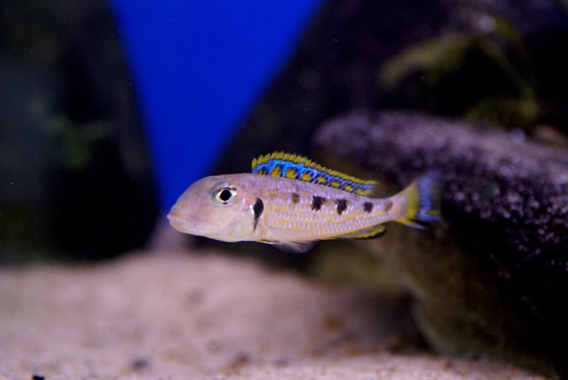 Xenotilapia singularis 'Mzuri'